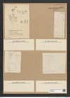 Diatomeae indet. (de-Toni-Nr.: Species 2968) Zeichnungen Sammlung Grunow Nr. 6050 (NHMW-BOT-W0374559)